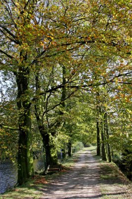 Allée sur la chaussée de l'étang