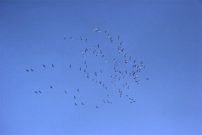 Vol de grues perturbées
