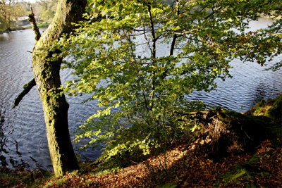 En bordure d'étang