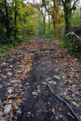Sentier à la tombée du jour