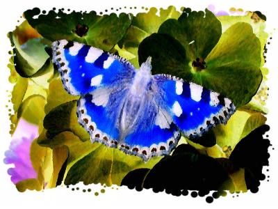 ButterflyBlue.jpg
