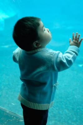 Ocean Wonder