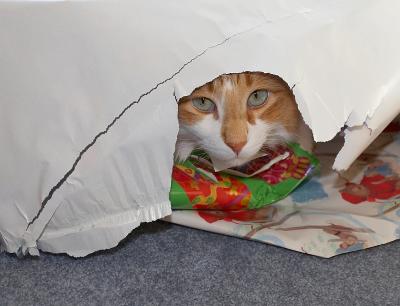 Sherlock hiding under the wrapping paper