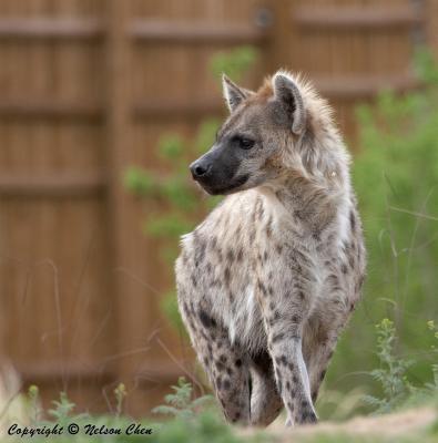 Hyena