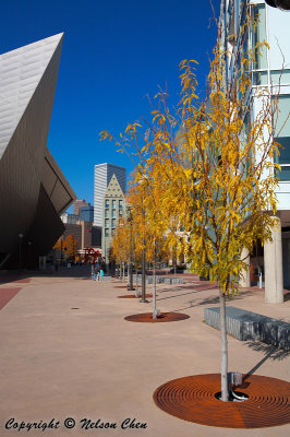 Fall Colors in Denver