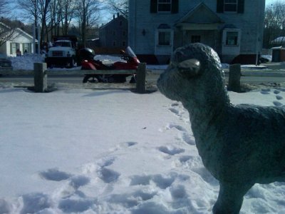 Little lamb
