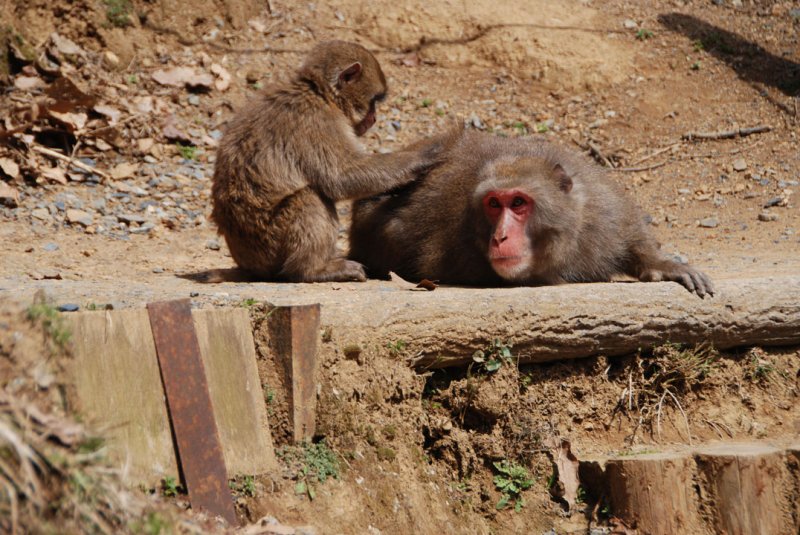 Iwatayama Monkey Park, Kyoto