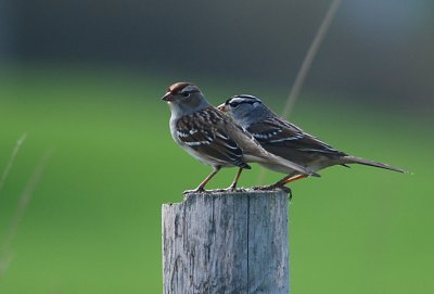 Chipping and White-crowned Sparrows