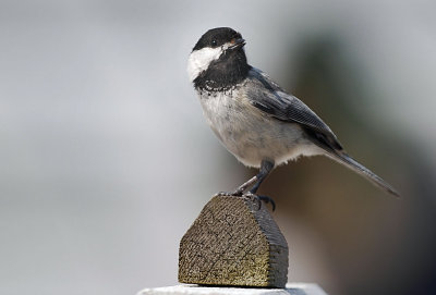 Black-capped Chickadee