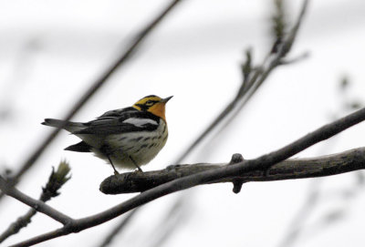 Blackburnian Warbler