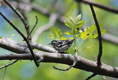 Black-and-white Warbler