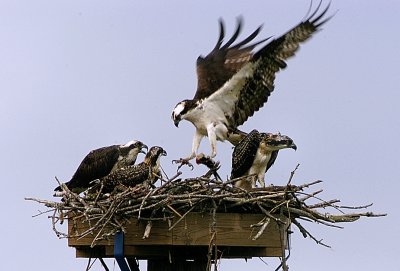 Osprey and juveniles