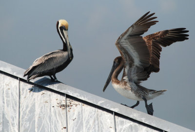Brown Pelicans, adult (left) and juvenile