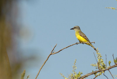 Tropical Kingbird