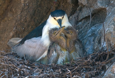 Black-crowned Night-Heron and chicks