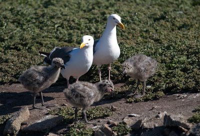 Western Gull and chicks