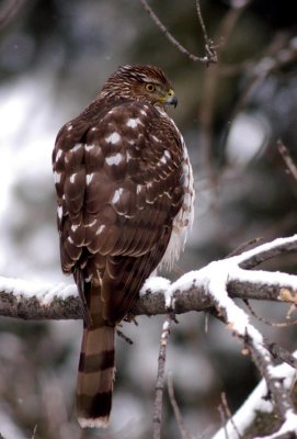 Coopers Hawk  Feb. 25, 2005