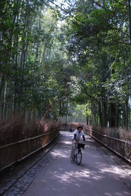 Bamboo forest, Arashiyama, Kyoto