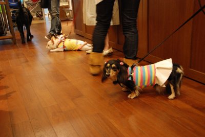 Pet store, Odaiba, Tokyo