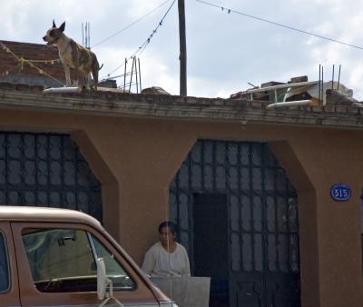 g3/67/584667/3/53563721.DogsPatzcuaro05_2_0583.jpg