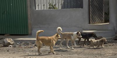g3/67/584667/3/53563722.DogsPatzcuaro05_2_0587.jpg