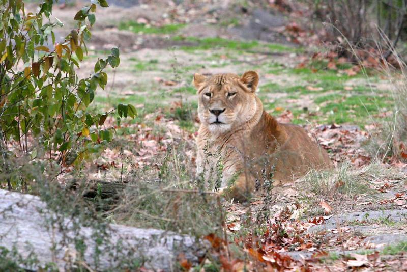 lioness_IMG_3657.jpg