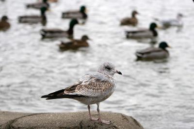 Duck Escort