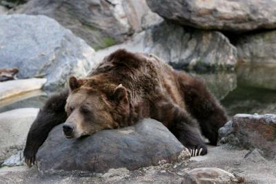grizzly_rock_IMG_3701.jpg