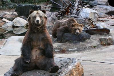 grizzly_seated_upright_IMG_3710.jpg