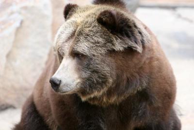 grizzly_IMG_3561.jpg