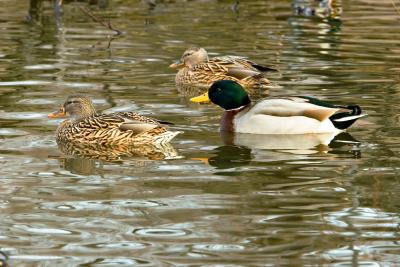 duck_IMG_4017.jpg