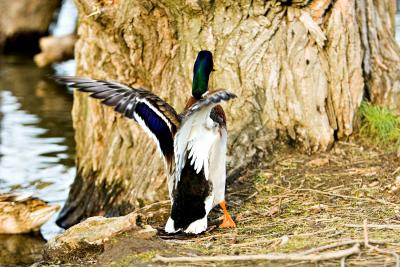 duck_IMG_4028.jpg