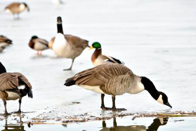 geese_IMG_4000.jpg