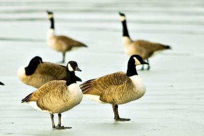geese_IMG_4033.jpg