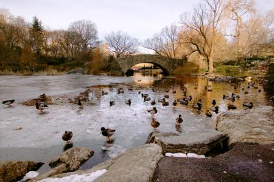 duck_pond_cp_IMG_3840.jpg