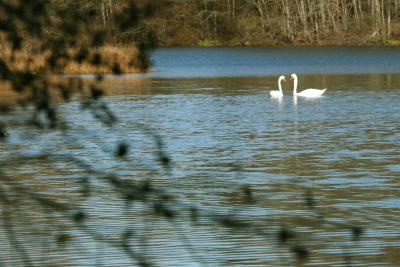 swans_facetoface_IMG_3413 copy.jpg
