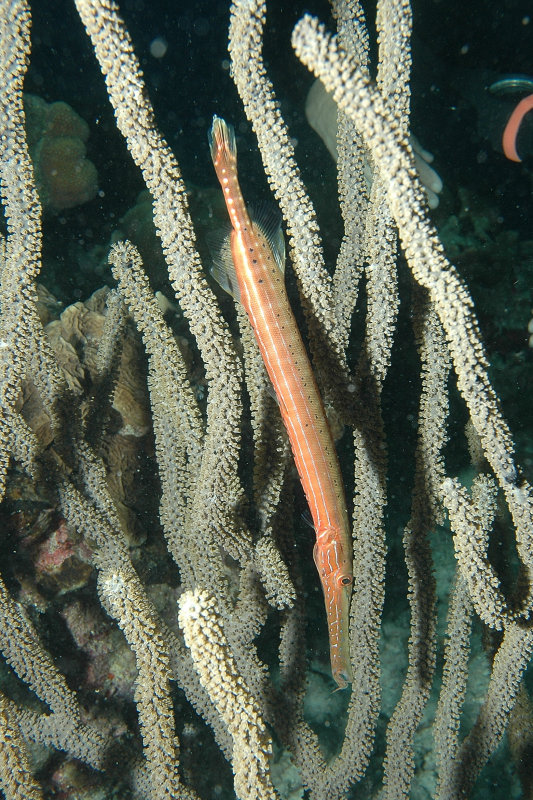 DSC_1667.JPG