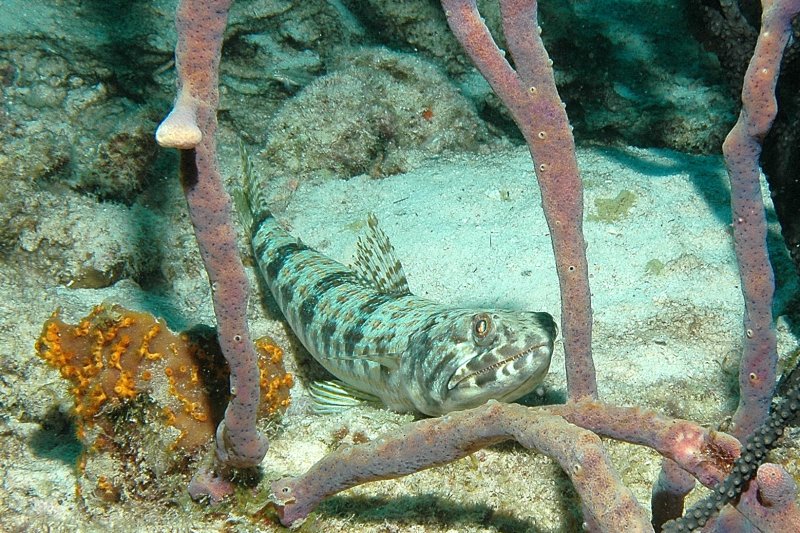 DSC_1731.JPG