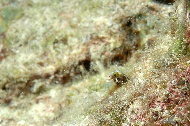 DSC_1799.JPG