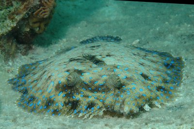 Underwater-  Bonaire