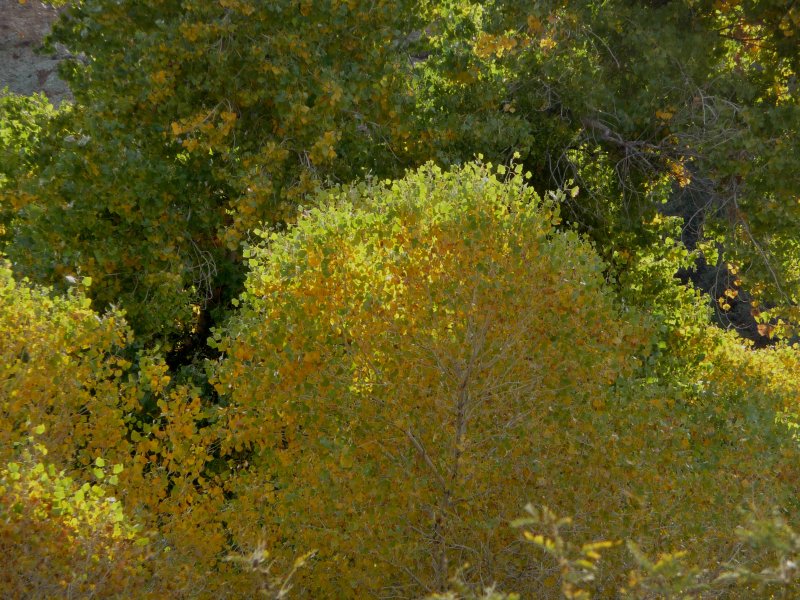Zoom Shot of Cottonwood Leaves