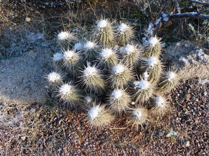 Hedgehog Cactus