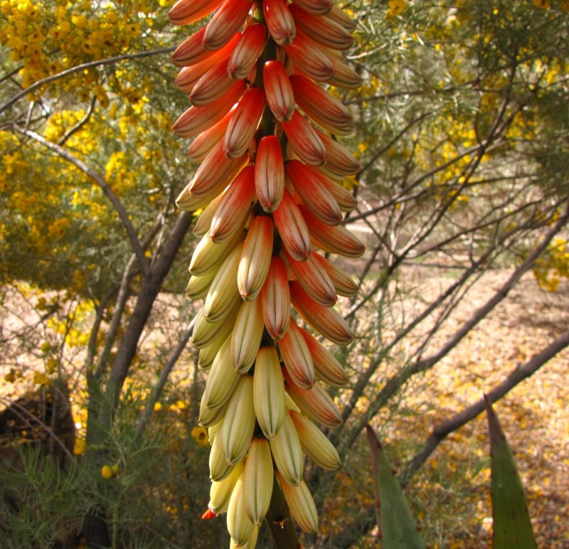 Aloe petricola