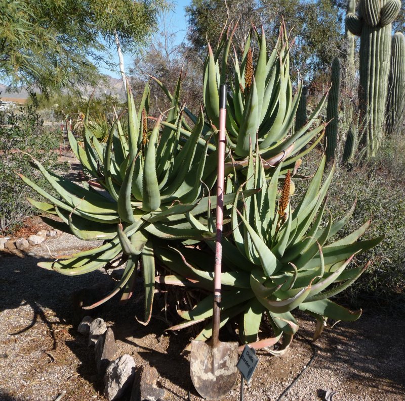 Aloe speciosa hybrid - removed
