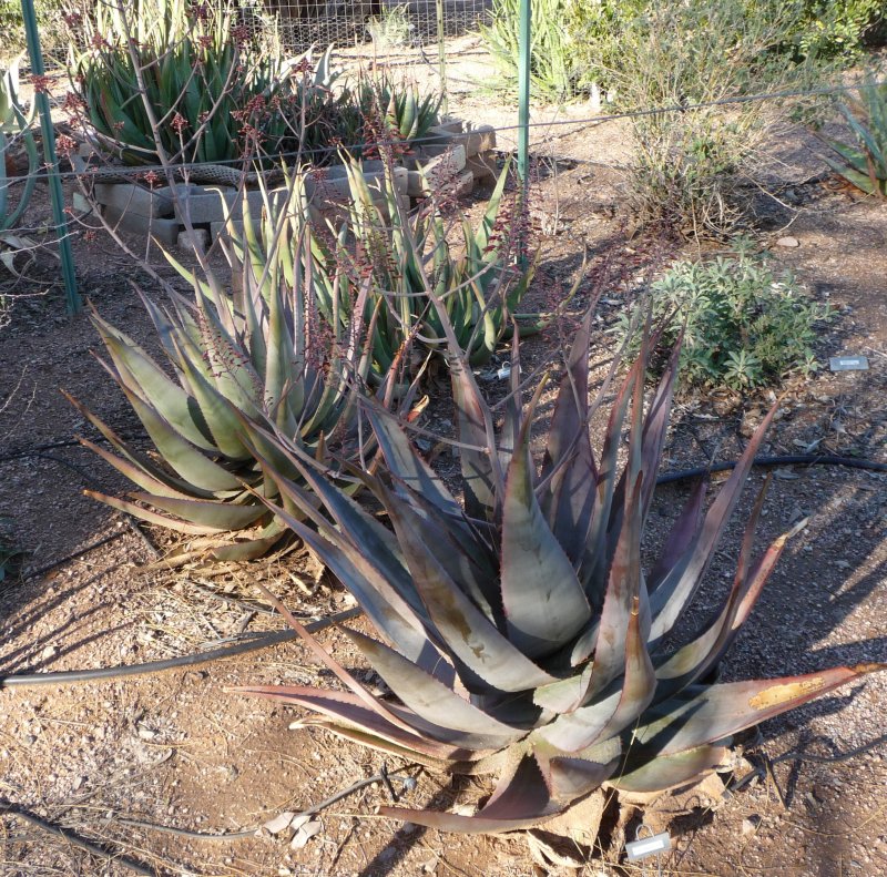 Aloe chabaudii - I kept these two.