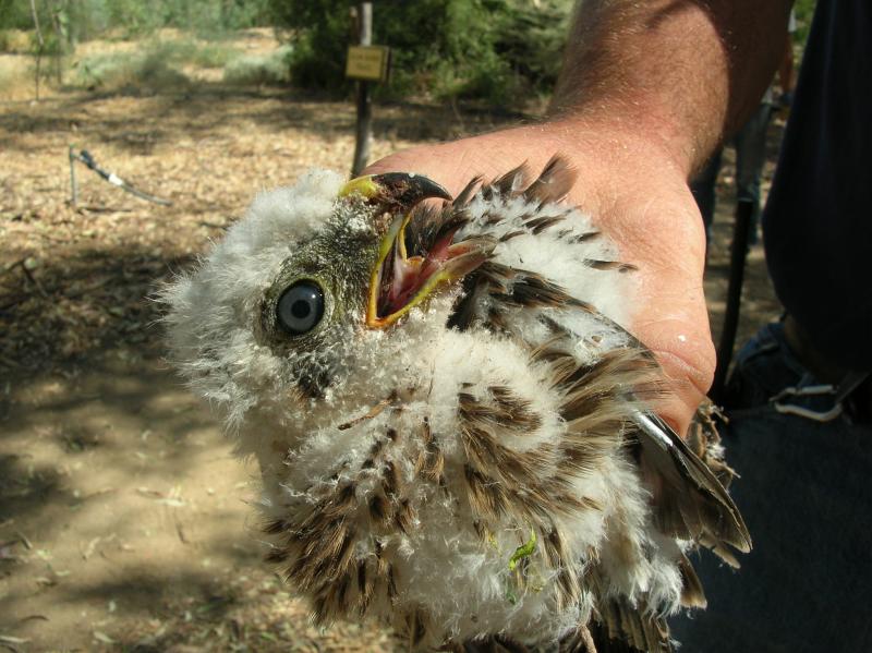 Coopers hawk chick