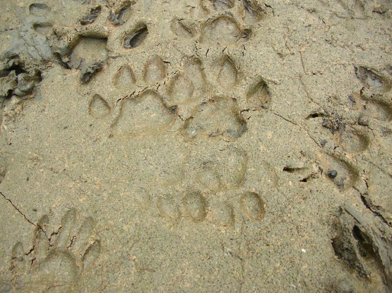 Bobcat tracks in Queen Creek