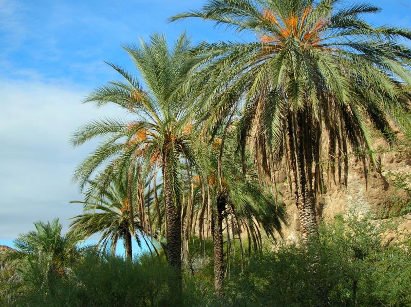 Majestic Date Palms in the future Arabian Garden