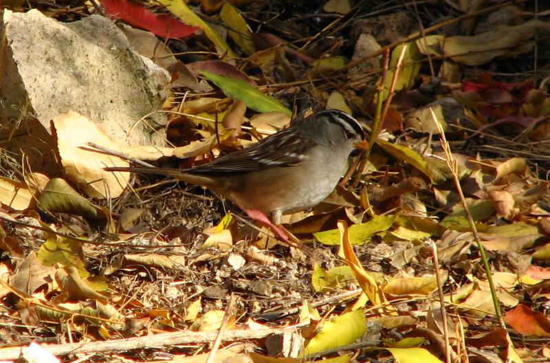 White Crowned Sparrow in the Herb Garden