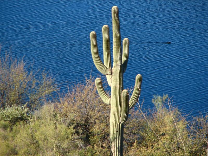 Saguaro, and coot swimming in Saguaro Lake